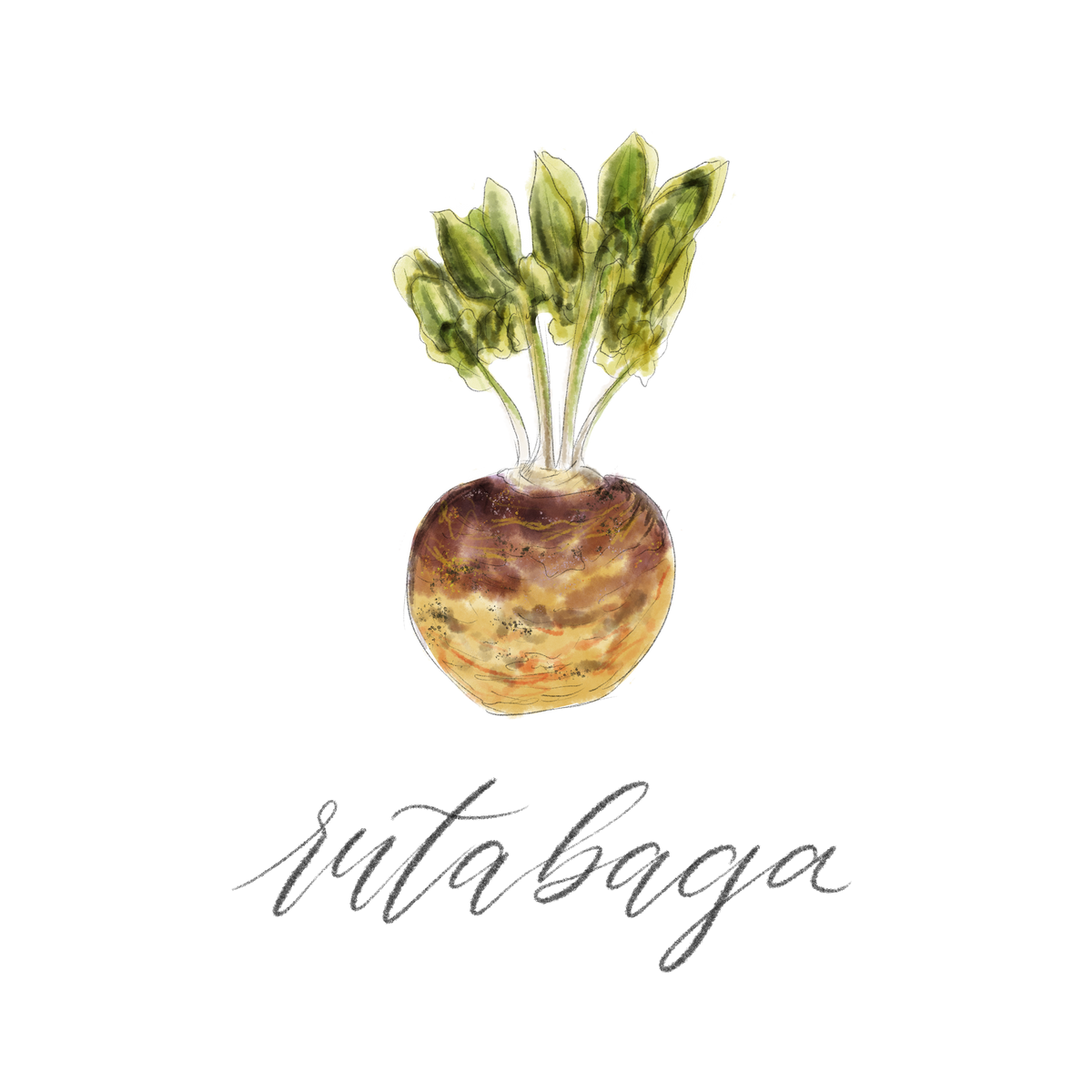 rutabaga-new-lebanon-farmers-market-grocery