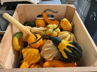 Winter squash