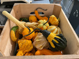 Winter squash