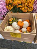 Squash