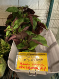 Oregano & shiso