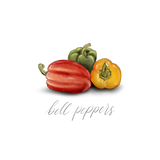 Fresh & roasted bell peppers